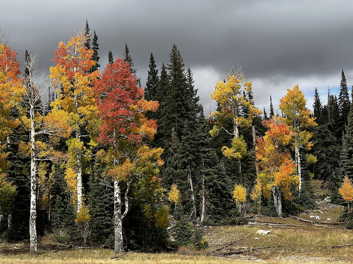 Aspens turning orange and red against dark spruce under a heavy grey sky.