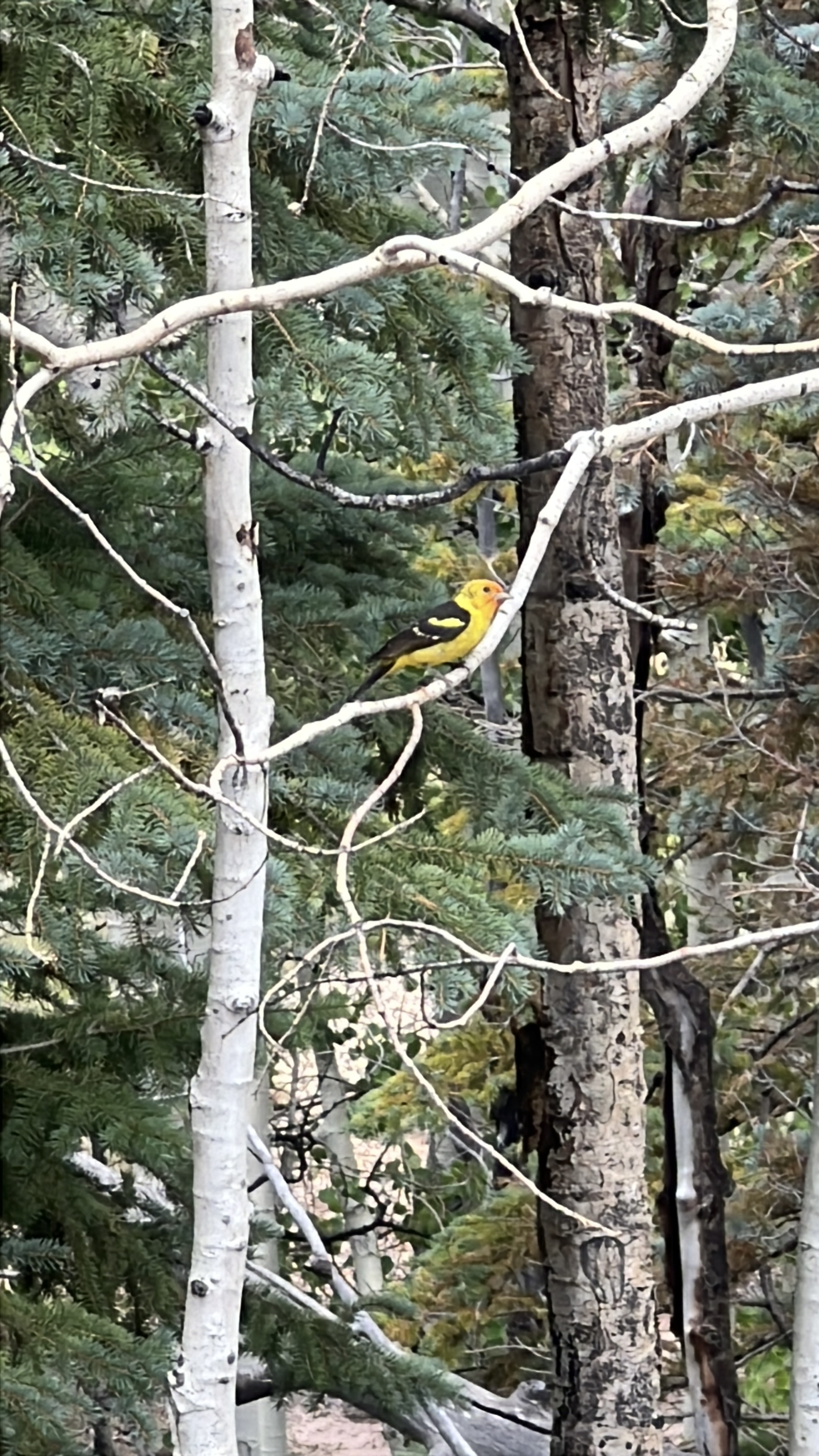 A western tanager, yellow with a red head and black wings, perched on an aspen branch.